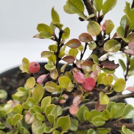 Кизильник горизонтальный