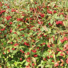 Кизильник пузырчатый Котонеастер буллятус Буа (Cotoneaster bullatus Bois)