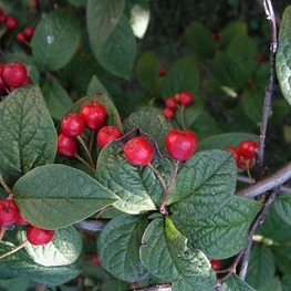 Кизильник пузырчатый Котонеастер буллятус Буа (Cotoneaster bullatus Bois)