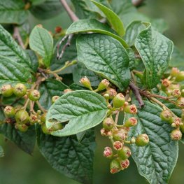 Кизильник пузырчатый Котонеастер буллятус Буа (Cotoneaster bullatus Bois)