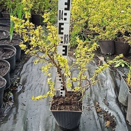 Лапчатка кустарниковая