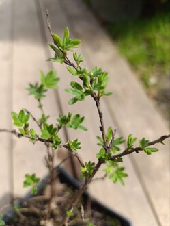 Лапчатка кустарниковая