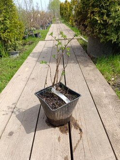 Лапчатка кустарниковая