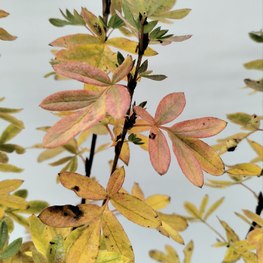 Лапчатка кустарниковая