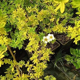 Лапчатка кустарниковая