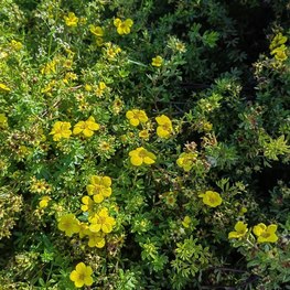 Лапчатка кустарниковая