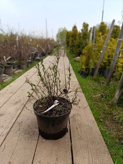 Лапчатка кустарниковая Голдфингер (Goldfinger)