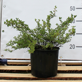 Лапчатка кустарниковая Голдфингер (Goldfinger)