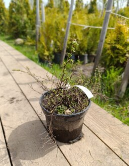 Лапчатка кустарниковая Ред Айс (Red Ace)