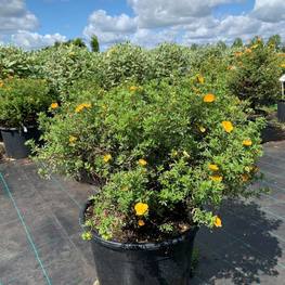 Лапчатка кустарниковая Ред Айс (Red Ace)