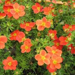 Лапчатка кустарниковая Ред Леди (Red Lady)