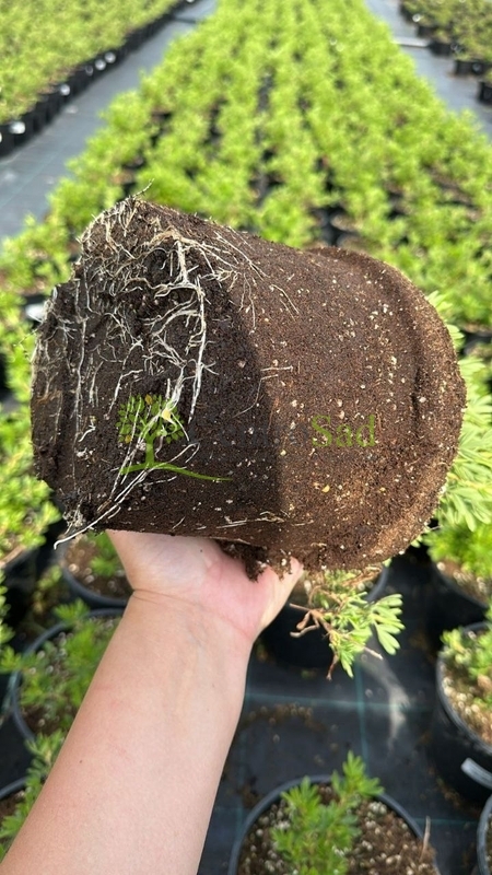 Лапчатка кустарниковая Лавли Пинк (Lovely Pink)