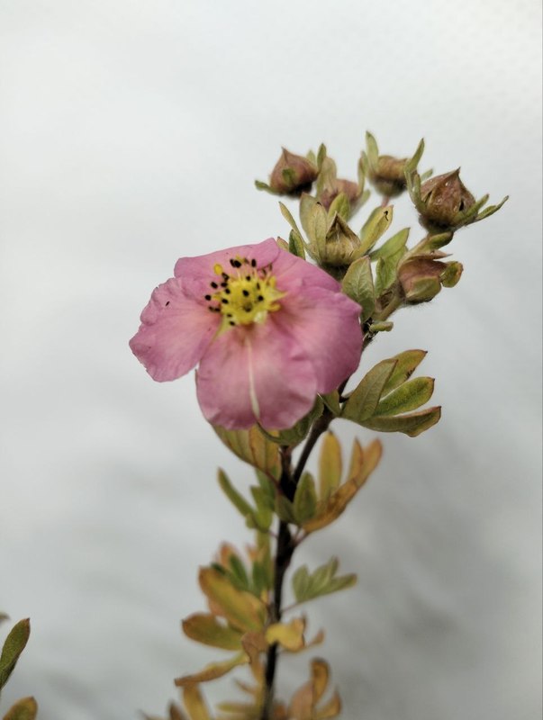 Лапчатка кустарниковая Лавли Пинк (Lovely Pink)