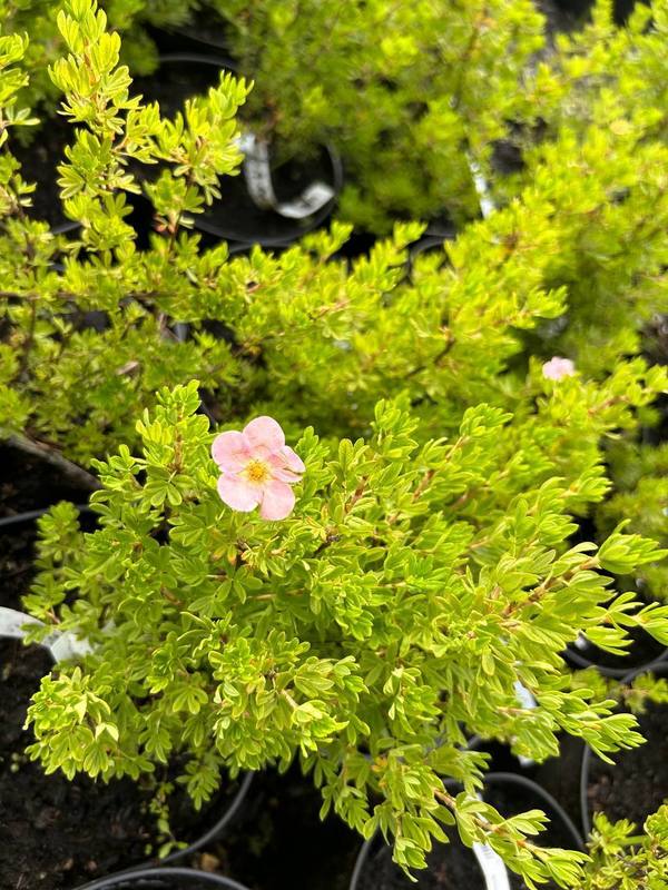 Лапчатка кустарниковая Лавли Пинк (Lovely Pink)