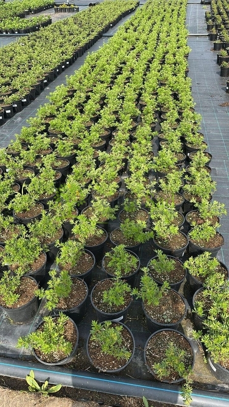 Лапчатка кустарниковая Лавли Пинк (Lovely Pink)