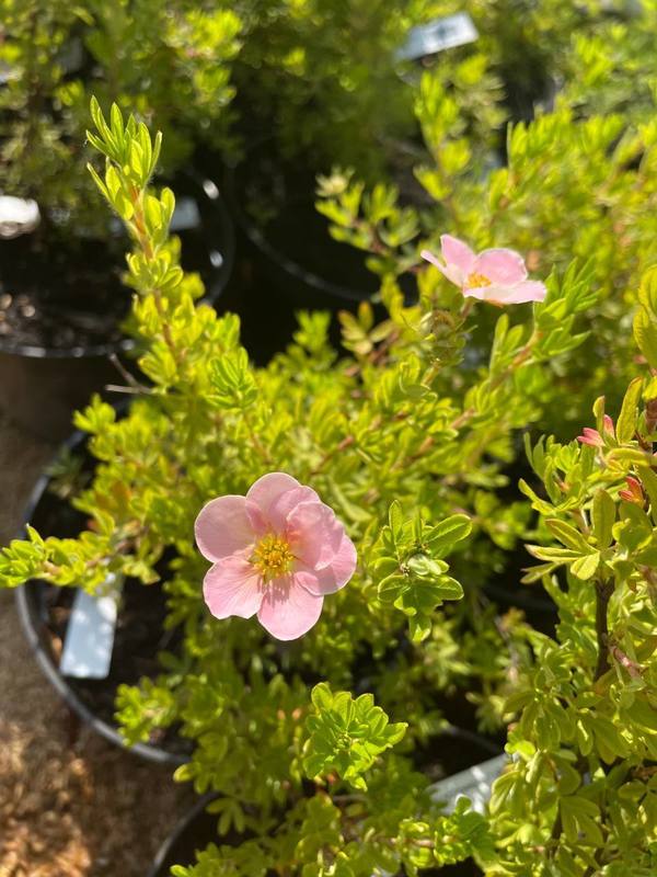 Лапчатка кустарниковая Лавли Пинк (Lovely Pink)