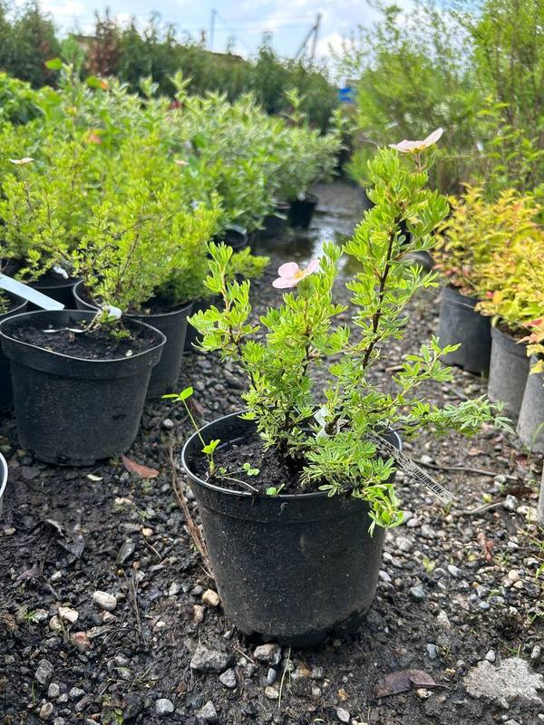 Лапчатка кустарниковая Лавли Пинк (Lovely Pink)