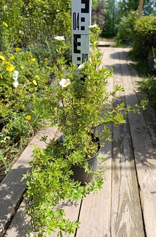 Лапчатка кустарниковая Лавли Пинк (Lovely Pink)