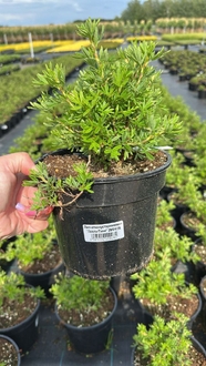 Лапчатка кустарниковая Лавли Пинк (Lovely Pink)