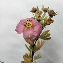 Лапчатка кустарниковая Лавли Пинк (Lovely Pink)