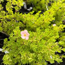 Лапчатка кустарниковая Лавли Пинк (Lovely Pink)