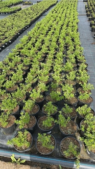 Лапчатка кустарниковая Лавли Пинк (Lovely Pink)