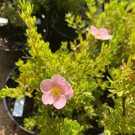 Лапчатка кустарниковая Лавли Пинк (Lovely Pink)