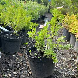 Лапчатка кустарниковая Лавли Пинк (Lovely Pink)