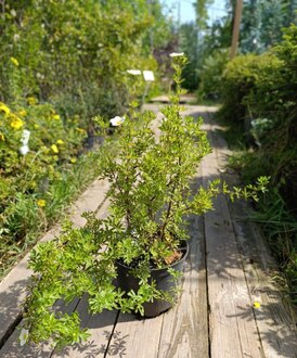 Лапчатка кустарниковая Лавли Пинк (Lovely Pink)
