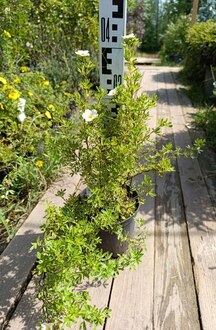 Лапчатка кустарниковая Лавли Пинк (Lovely Pink)