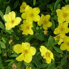 Лапчатка кустарниковая Элизабет (Elizabeth)