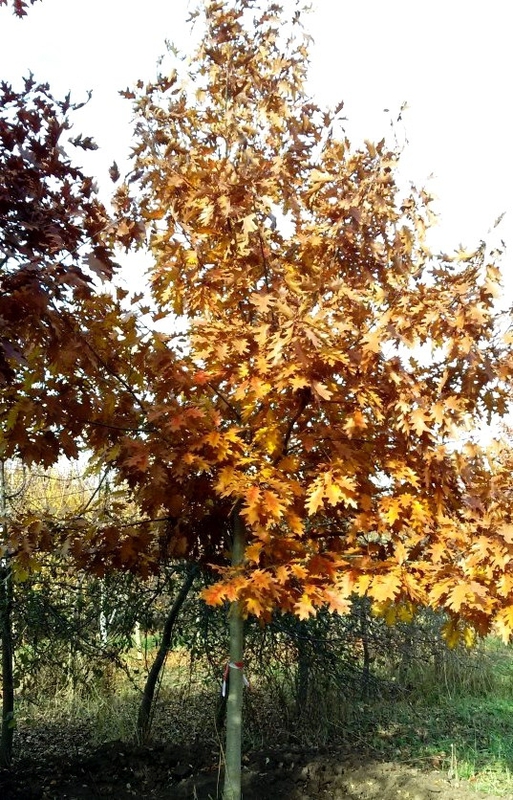 Дуб красный 'Quercus rubra'