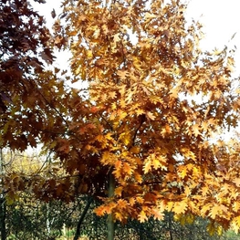 Дуб красный 'Quercus rubra' крупномер