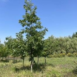 Дуб красный Кверкус рубра (Quercus rubra) крупномер
