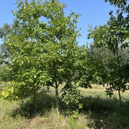 Дуб красный Кверкус рубра (Quercus rubra) крупномер