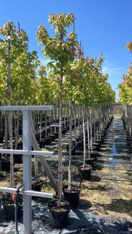 Дуб красный Кверкус рубра (Quercus rubra) крупномер