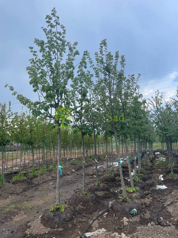 Липа крупнолистная крупномер (Тilia platyphyllos)