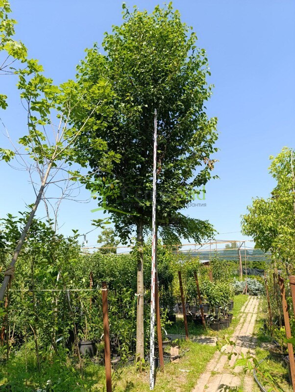 Липа крупнолистная крупномер (Тilia platyphyllos)