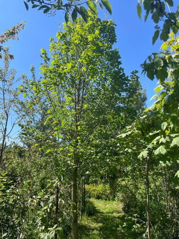 Липа крупнолистная крупномер (Тilia platyphyllos)