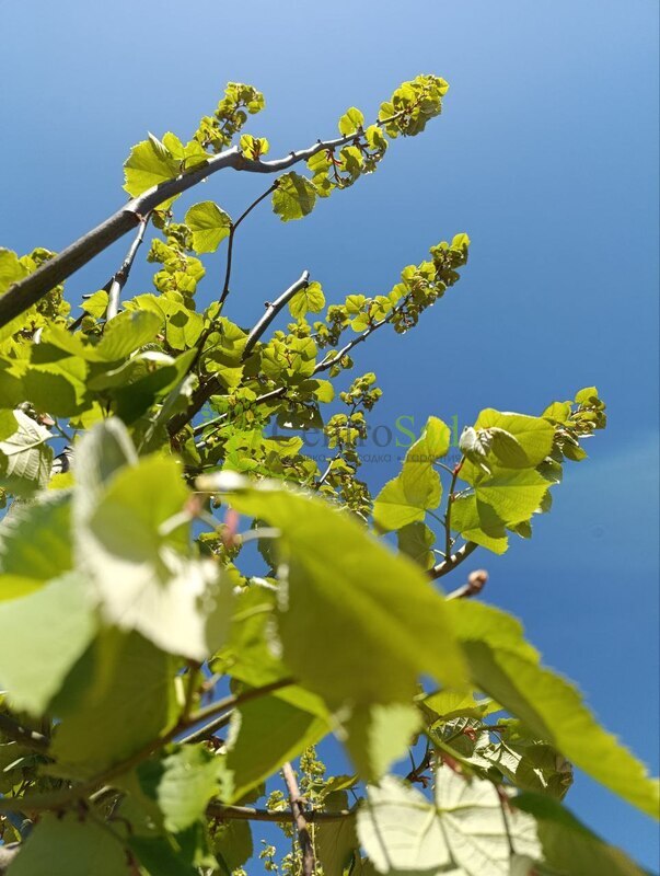 Липа крупнолистная крупномер (Тilia platyphyllos)