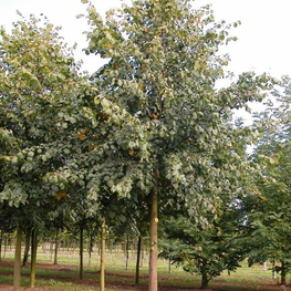 Липа крупнолистная крупномер (Тilia platyphyllos)