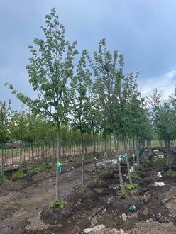 Липа крупнолистная крупномер (Тilia platyphyllos)