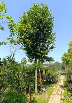 Липа крупнолистная крупномер (Тilia platyphyllos)
