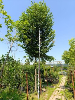 Липа крупнолистная крупномер (Тilia platyphyllos)