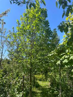 Липа крупнолистная крупномер (Тilia platyphyllos)