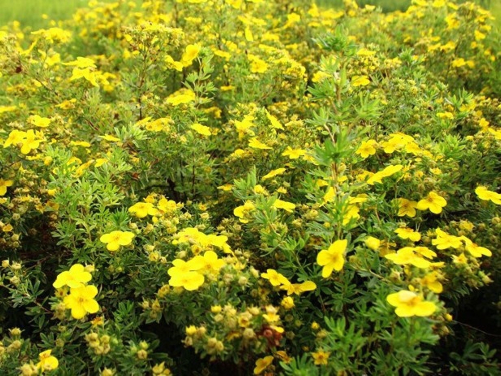 Лапчатка кустарниковая Хакманс Гигант (Hachmann's Gigant)