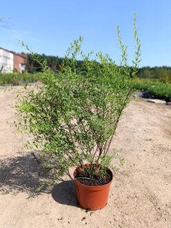 Спирея серая Грефшейм (Grefsheim)