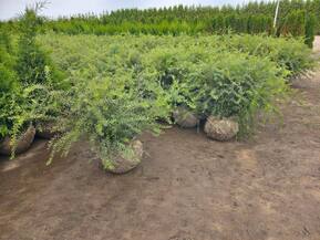 Спирея серая Грефшейм (Grefsheim)