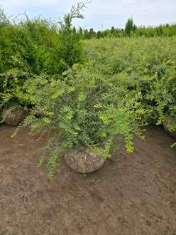 Спирея серая Грефшейм (Grefsheim)