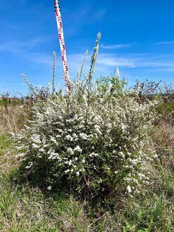 Спирея серая Грефшейм (Grefsheim)